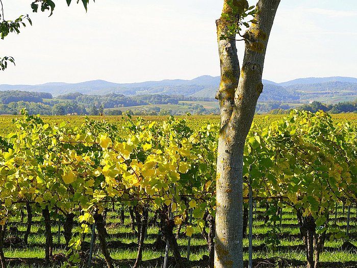 Weinberg Pfalz