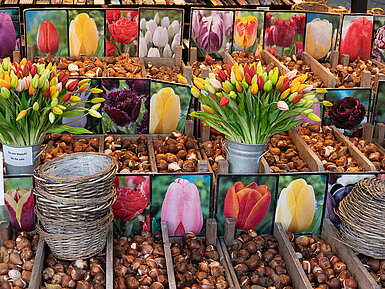 Various tulip bulbs with colorful flower images at the flower market in Amsterdam