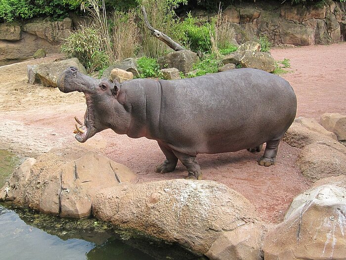 Zoo di Hannover