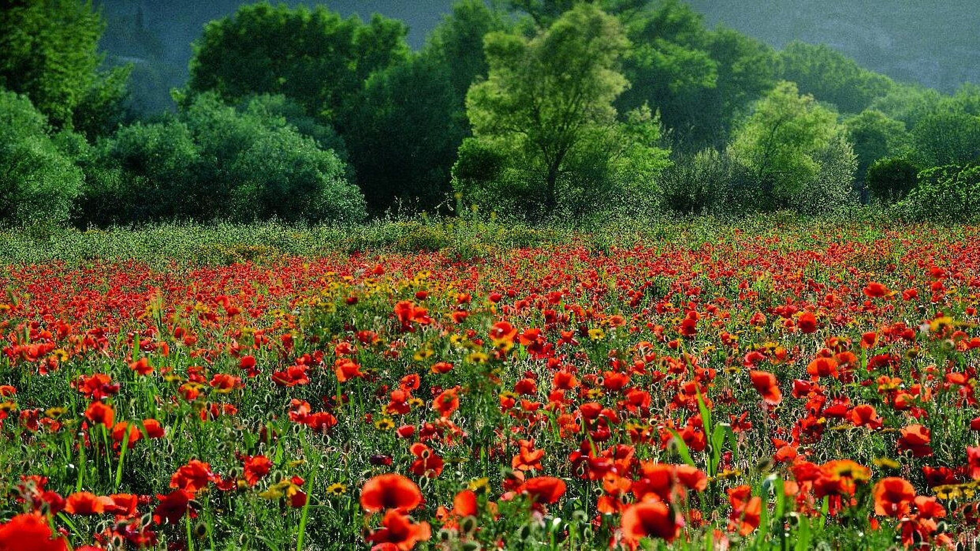 Poppies