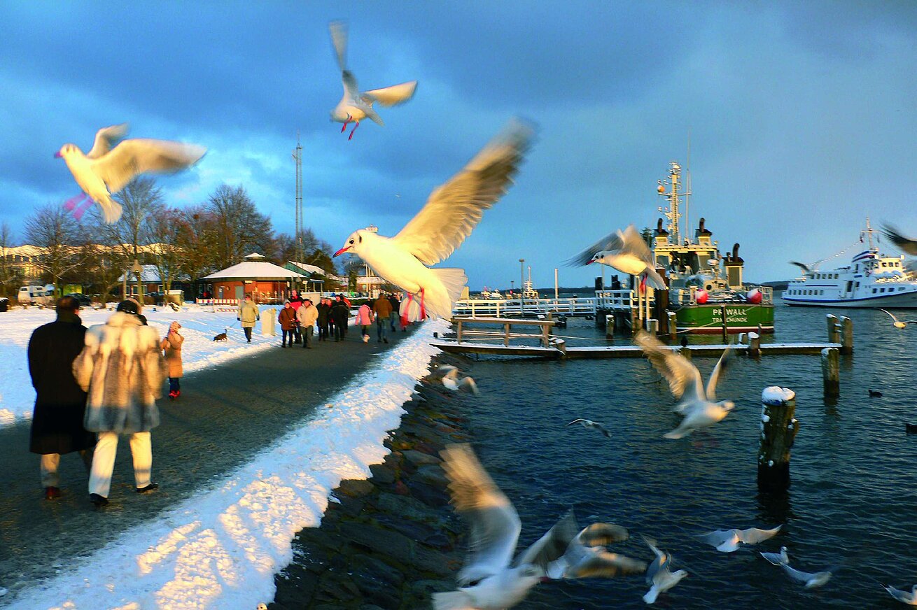 Promenade hivernale avec mouettes et vue sur le port près de l’hôtel Maritim Travemünde
