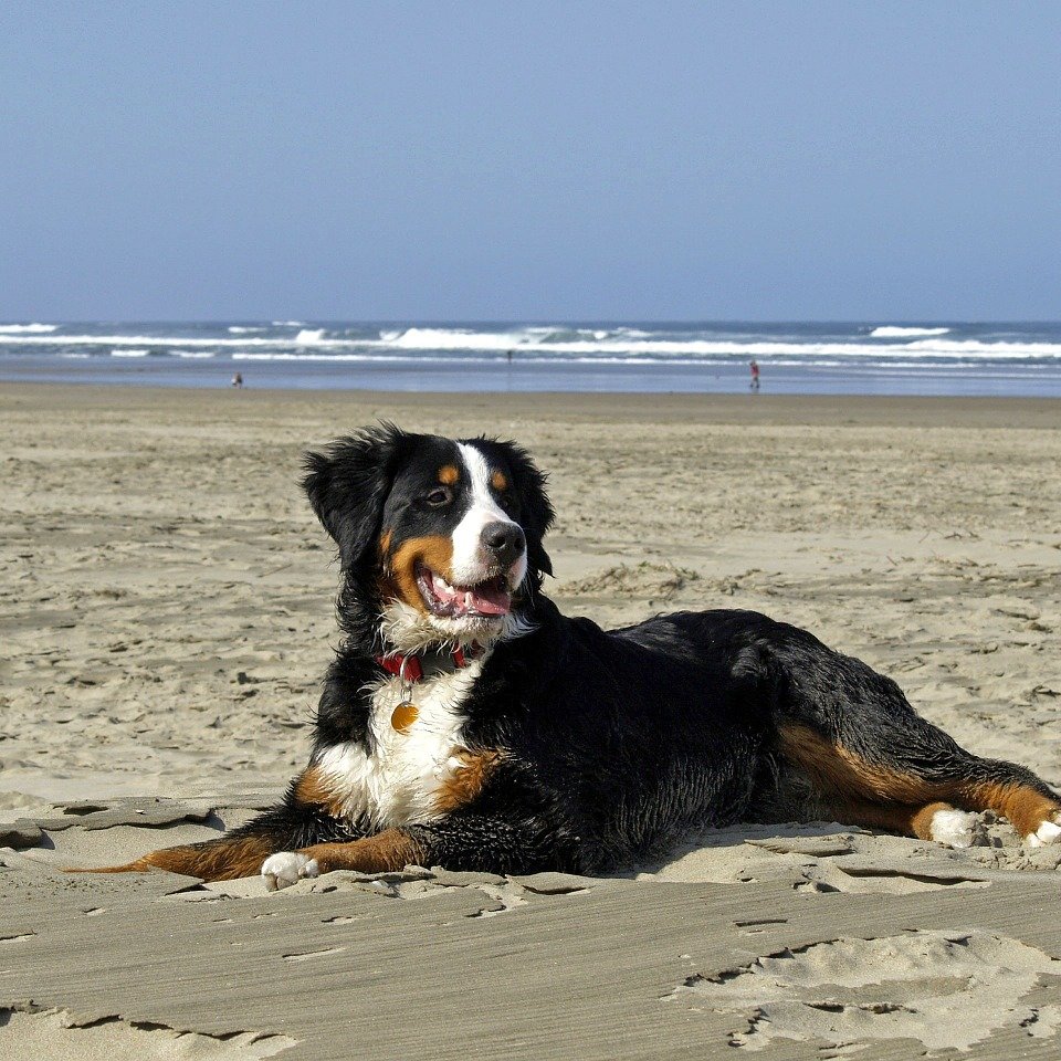 Dog on the beach