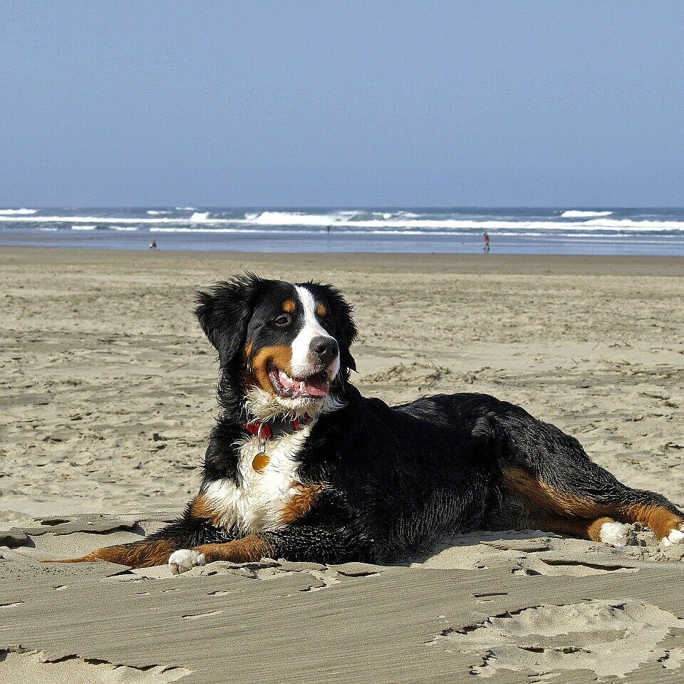 Dog on the beach Dog on the beach