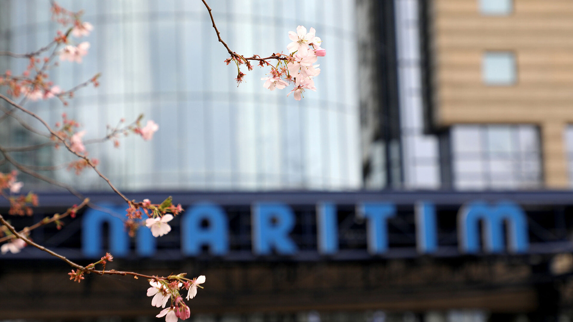 Cherry blossom branch in the foreground with the blue Maritim hotel sign blurred in the background.
