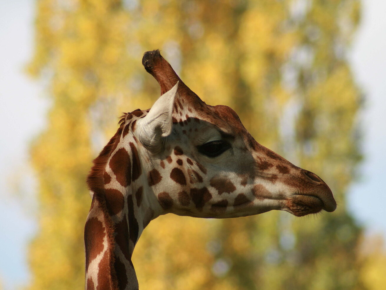 Giraffe Giraffe in profile against a blurred background in a natural setting.
