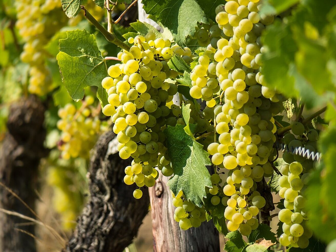 White wine White wine